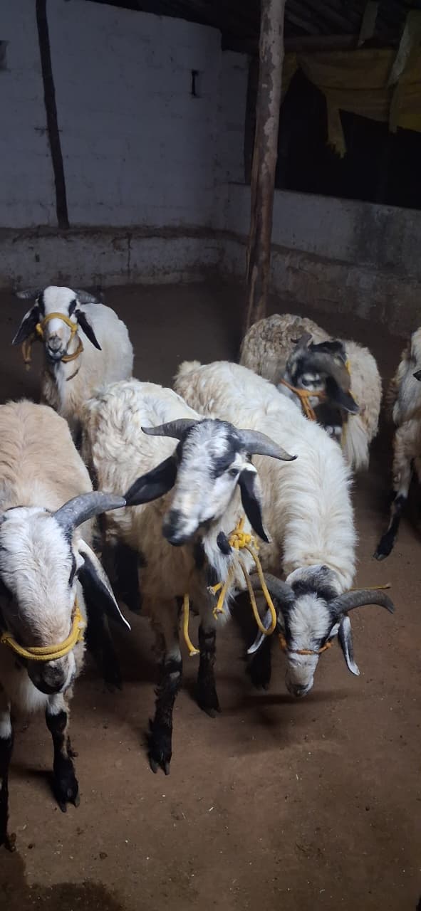 Goat Products